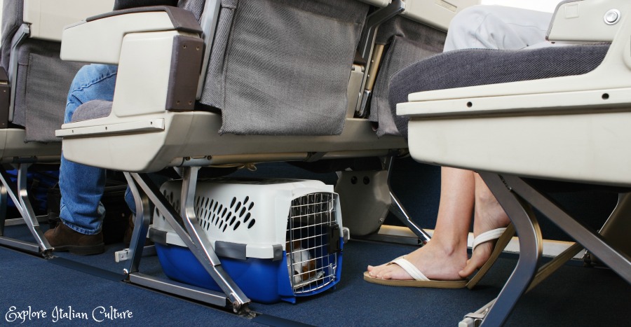 Dog travel in a plane's cabin. The crate must fit underneath the seat in front of you.