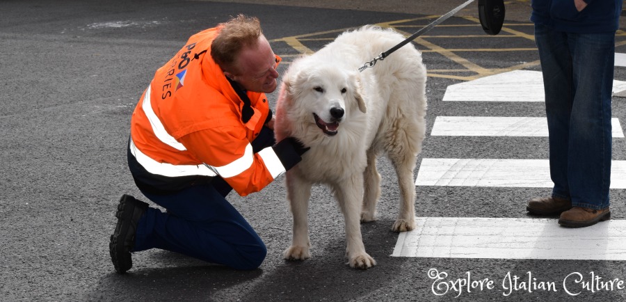 can dogs travel on p o ferries